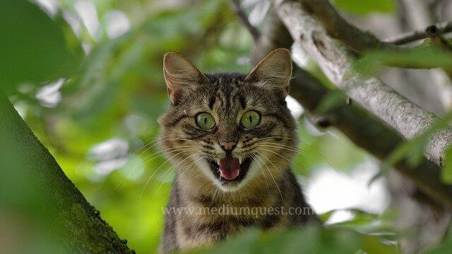 angry cat on a tree